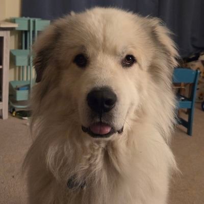 Rosskred11's profile picture. 