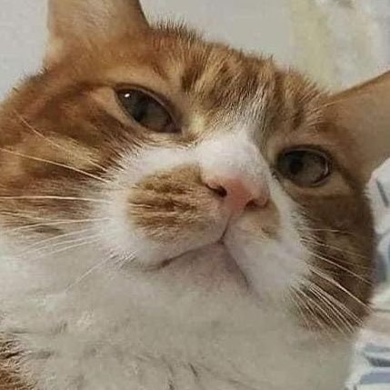 painoata's profile picture. 국민주권정부 정말 달콤한거에요🩵💙
깨방정용 계정 @mogmogemi