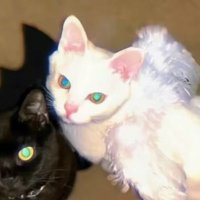 Elysia (@lx54577103) 's Twitter Profile