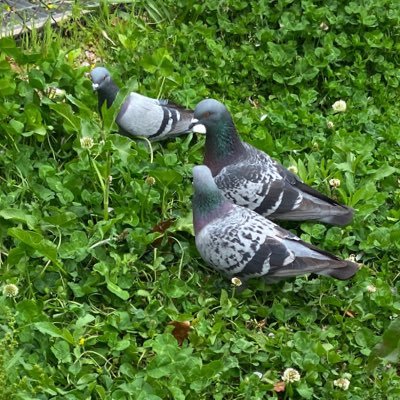 ryo178652651's profile picture. 三十路サラリーマンしながらゲーム作ったりしてます。作ったものはURLから！