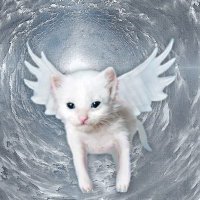 묘조교 (@_myoart) 's Twitter Profile Photo