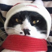 (고양이쉼터) 댕냥하우스 (@dang_nyangee) 's Twitter Profile Photo (고양이쉼터) 댕냥하우스 (@dang_nyangee) 's Twitter Profile Photo