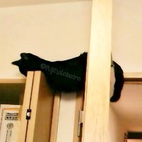 おいも 🍠 𖤣𖥧𖥣𖡡𖥧𖤣 ₍˄·͈༝·͈˄₎ (@fujihatobairo) 's Twitter Profile
