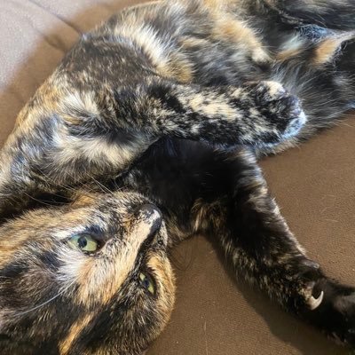 Vlexiwnl's profile picture. 300