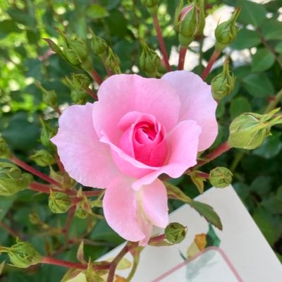 bonica_5_13's profile picture. 趣味で詩を書いてます🍓です｜友達の🌼さんに教えてもらいながらやってます｜無言フォロー いいね 失礼いたします！