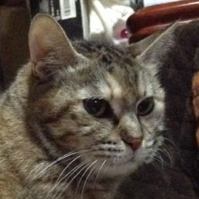 ボンフリさんのプロフィール画像