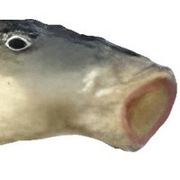 OrangeWink2 (@orange_wink2) 's Twitter Profile Photo OrangeWink2 (@orange_wink2) 's Twitter Profile Photo