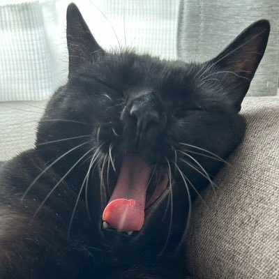 jiji_20231030's profile picture. 猫と刀剣乱舞とアークナイツが好き。