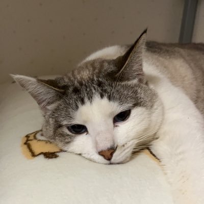 tada_nekozuki's profile picture. 2004/21歳