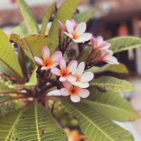 lisa kaii (@kaii_lisa5469) Twitter profile photo