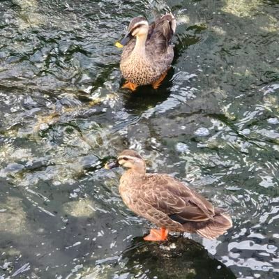 English speaker trying to learn Japanese.
I may post some clumsy thoughts or lovely nature finds, such as animals, and more.
Don't follow me, I ain't worth to.