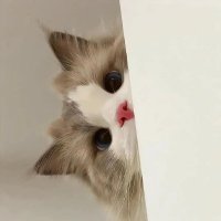 喵喵大赛 (@klnkykoury) 's Twitter Profile Photo 喵喵大赛 (@klnkykoury) 's Twitter Profile Photo