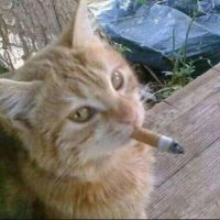 iruka（inmun) (@irukadesudoumo) 's Twitter Profile Photo