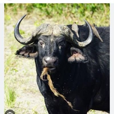 LucianoDan22982's profile picture. 
