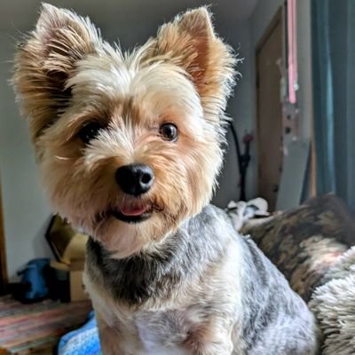 5speedsquid's profile picture. 