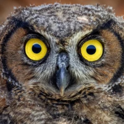 Bigowl1758's profile picture. 最近つぶやきたくなったので、Xを始めてみました。海外生活も経験ありの旅好きフクロウです。世界の平和を祈っております。