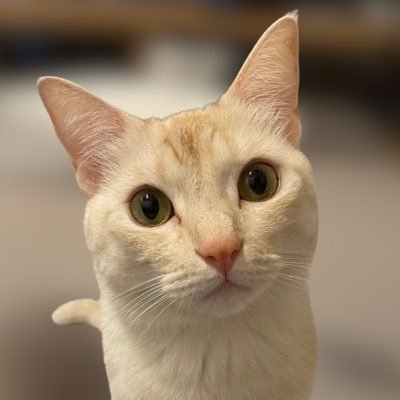 5歳の愛猫クレオが「鼻腔内腫瘍」に。 命をつなぐために抗がん剤治療中です。 初めてのクラウドファンディング挑戦中。 くぅちゃんの日常や治療のことを発信しています🐾 ▼クラファンページはこちら▼