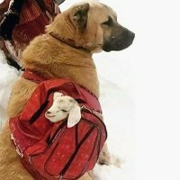 Numan Dirican (@dirican_numan) Twitter profile photo