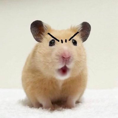 もこ〜さんのプロフィール画像