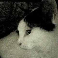 langstat's profile picture. 博士（言語文化学）。関心領域は、コーパス言語学、自然言語処理、機械学習、統計学、テキストマイニングなど。著作は、『ことばのデータサイエンス』『Rによるやさしいテキストアナリティクス』『Rによる教育データ分析入門』など。

基本的に、リプライ、DMはいたしません。お仕事に関するご連絡は、メールにてお願いいたします。