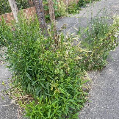 LambethWeeds Profile