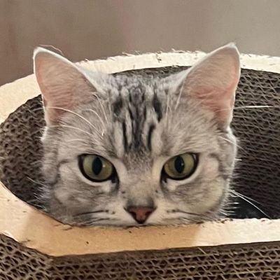 ThijWho's profile picture. Watching Kieta hatsukoi