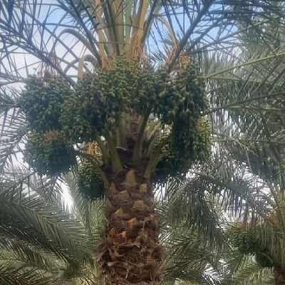 almrzokiii22's profile picture. سبحان الله وبحمده سبحان الله العظيم