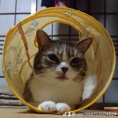 8772Soruto's profile picture. 鶴北➡agu💊→💊 こちらは基本静かです。🙇騒いでるの気になったらtiktok へ 反橋村の村民✨【貴様たち】✨【知なー】✨