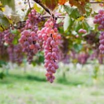 Gumisie1_'s profile picture. 