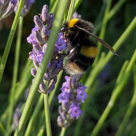 HappygoJohnE's profile picture. One of the willing, doing the impossible, often for the ungrateful. Veteran. Purveyor of many trades, master of none. Kayaking=happiness. I like Bees.