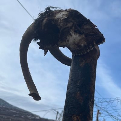 veteriner_beyy's profile picture. 