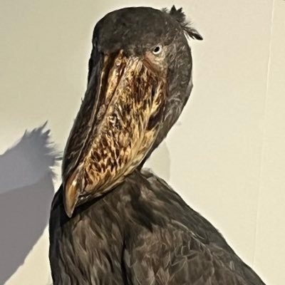 ShinjyoBigBoss's profile picture. 