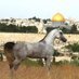 Woowur 🇵🇸 (@sulkakh11) Twitter profile photo Woowur 🇵🇸 (@sulkakh11) Twitter profile photo