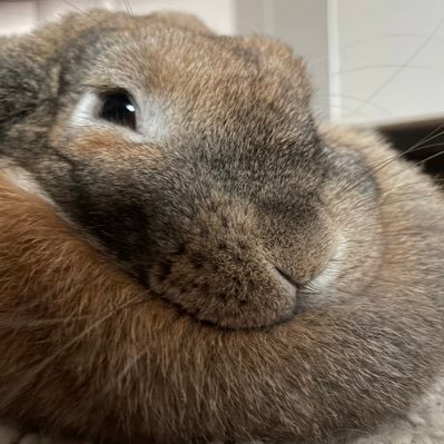 1 year old holland lop named Cinnamon Roll and dad Konrad. loves to loaf and stare at table legs