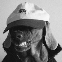 This Dog can Bite πΊπ¬πΊπ¬ (@thisdogcanbite) 's Twitter Profile