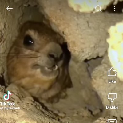 jamdolfmandolf's profile picture. Awawa AwaWa!