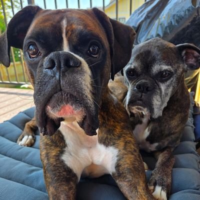 letsgobtc7's profile picture. Gomining ambassador use for a discount on your first miner

https://t.co/5eEmx5u3Um