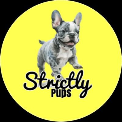 strictlypups4's profile picture. Designer breeds💫
Poodles🐩 | Frenchies| Yorkies