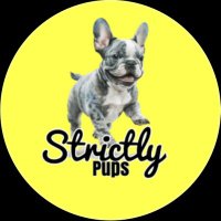 strictly pups (@strictlypups4) 's Twitter Profile