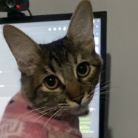 Chris (@sschristhian) 's Twitter Profile