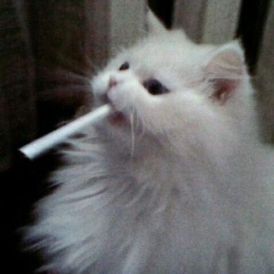 Стіни навіщо ламаю лобом, щоб довести довбойобам що вони довбойоби
