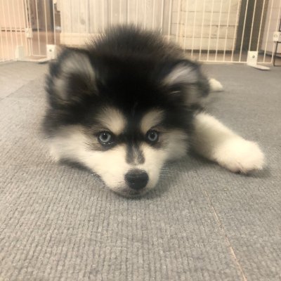 自分もイーブイになれるように日々ポケカ投資をしているポンスキーです。イーブイというか、ルガルガンでしょwと言われ傷心中です。