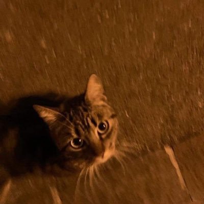 viehose06's profile picture. 