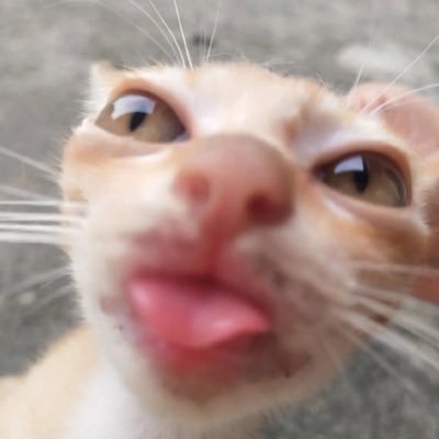 Pockkyq's profile picture. E vc tá endauldiE vc tá endauldi agrummgit ag😜os e riuboissrummgit