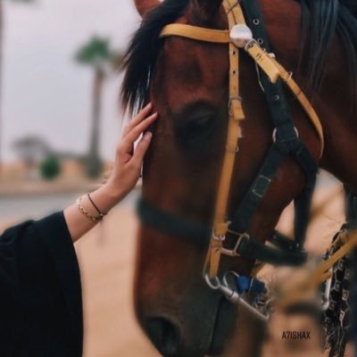 83Mnk's profile picture. لقد مررت بمواقف جعلتني اتعثر ثم استقيم انحني ثم اعتدل انهار ثم استقوي فأصبحت اعرف حدودي مع الحياة والناس،متى أواجه ومتى انسحب ومتى لا التفت ابدا ✨( المفضله)🔜