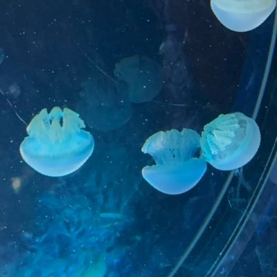 ydpnd_rmn's profile picture. R18🔑妄想壁打ち裏垢 / 成人済腐 / ﾒｻ(NannyxEdge) / hnnm / 関係者各位B済 / IQ2 / 整理する為よくツイ消しします / FRBご自由に / ミュート推奨⚠️ / 気になる方の無言F失礼いたします、フォロバはお気遣いなく🙇🏻‍♀️