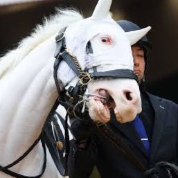 毎年BRFに行くのを楽しみに生きてます🐎好きな馬はゴールドシップとメジロマックイーン🩶現役はメイショウタバル推し🤎馬から入ったので競馬は初心者です🔰馬券は買いますがほとんどハズレます🙋♀️へデントールとショウナンラプンタも好きです🏇内田博幸騎手🩶田口貫太騎手🩶武藤雅騎手🩶銭湯巡り♨️