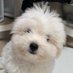 타로는 동글동글 (@taro_doggy) Twitter profile photo 타로는 동글동글 (@taro_doggy) Twitter profile photo