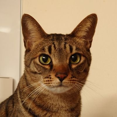 にらたまさんのプロフィール画像