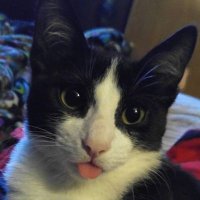 🐾 (@meowmrowmrrow) 's Twitter Profile